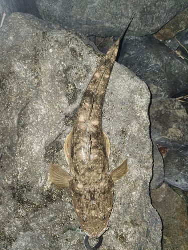 マゴチの釣果