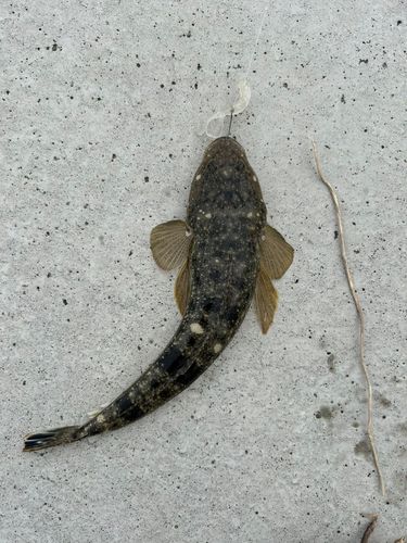 マゴチの釣果