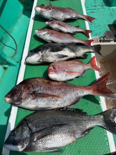 マダイの釣果
