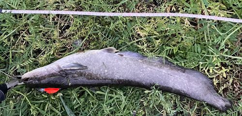 ナマズの釣果