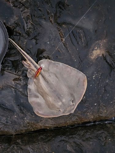 アカエイの釣果
