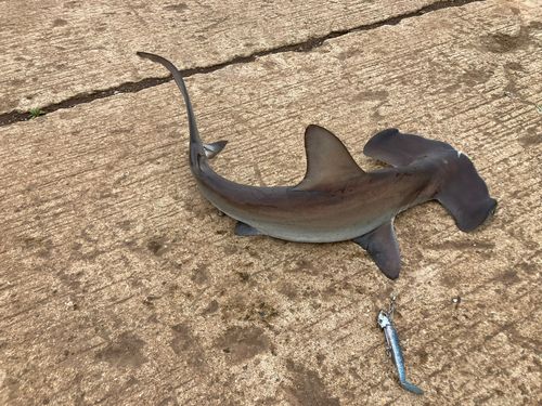 ハンマーヘッドシャークの釣果