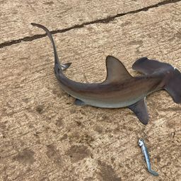 ハンマーヘッドシャーク