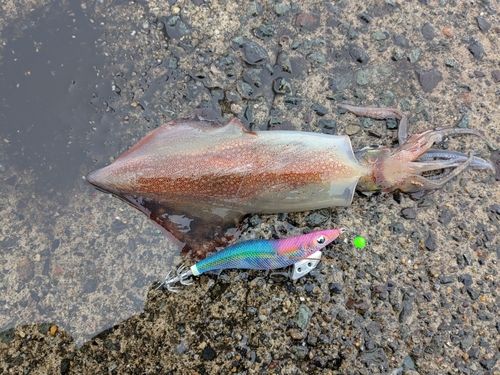 ケンサキイカの釣果