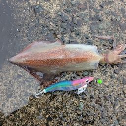 ケンサキイカ