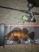 メバルの釣果