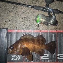 メバル