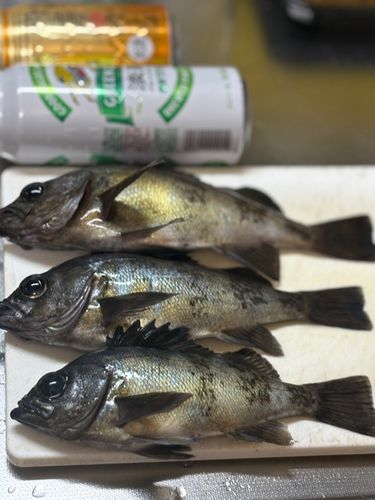 クロメバルの釣果
