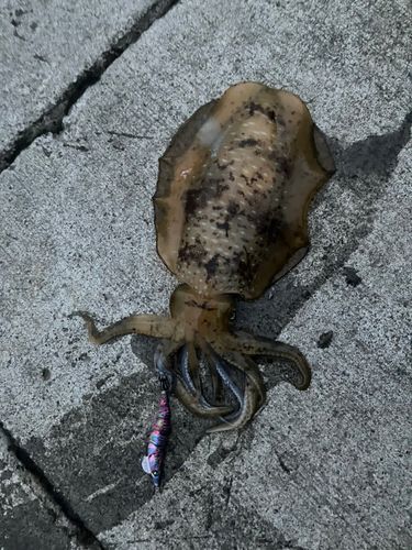 アオリイカの釣果