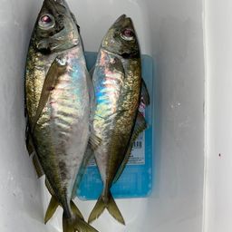 アジ