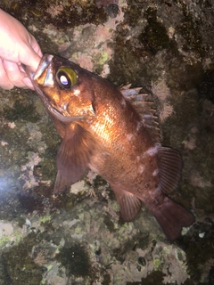 メバルの釣果