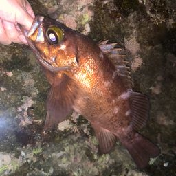 メバル