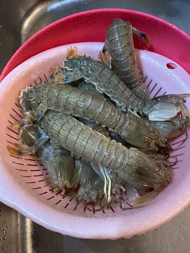 シャコエビの釣果