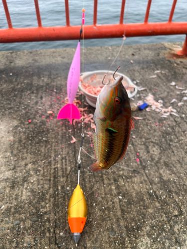 キュウセンの釣果