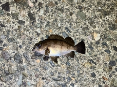 シロメバルの釣果