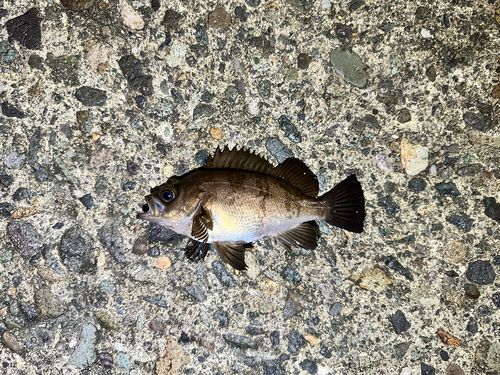 シロメバルの釣果