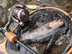 イワナの釣果