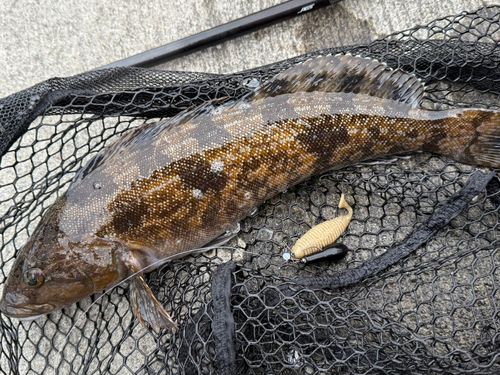 アイナメの釣果