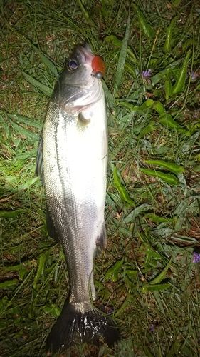 セイゴ（マルスズキ）の釣果
