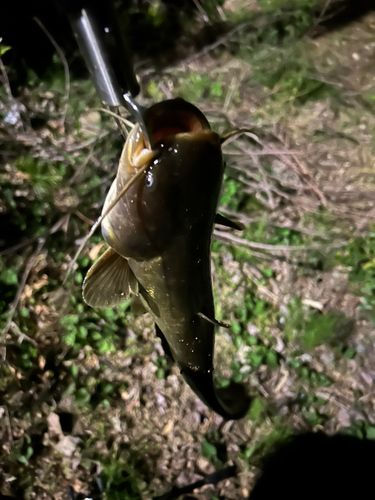 マナマズの釣果