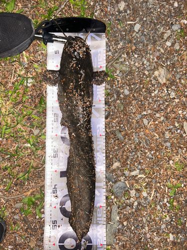 マナマズの釣果