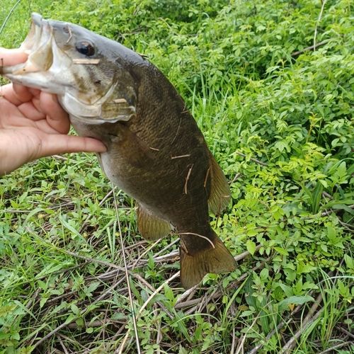 スモールマウスバスの釣果