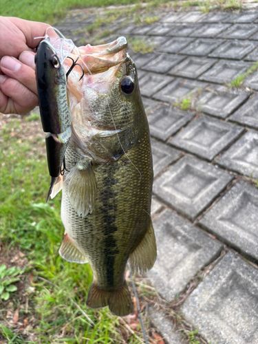 ブラックバスの釣果
