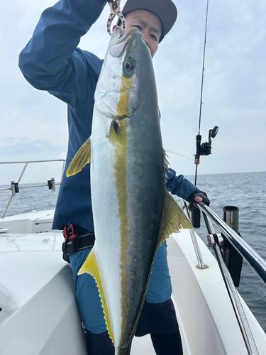 ヒラマサの釣果