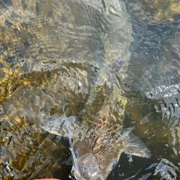 アメリカナマズ