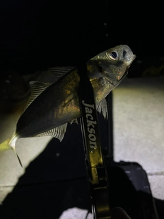 マアジの釣果