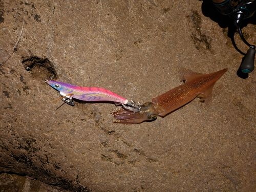 ヤリイカの釣果