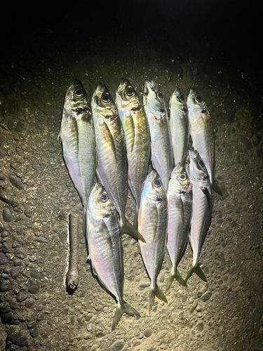 アジの釣果