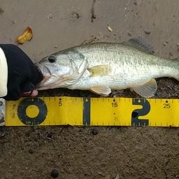 ラージマウスバス