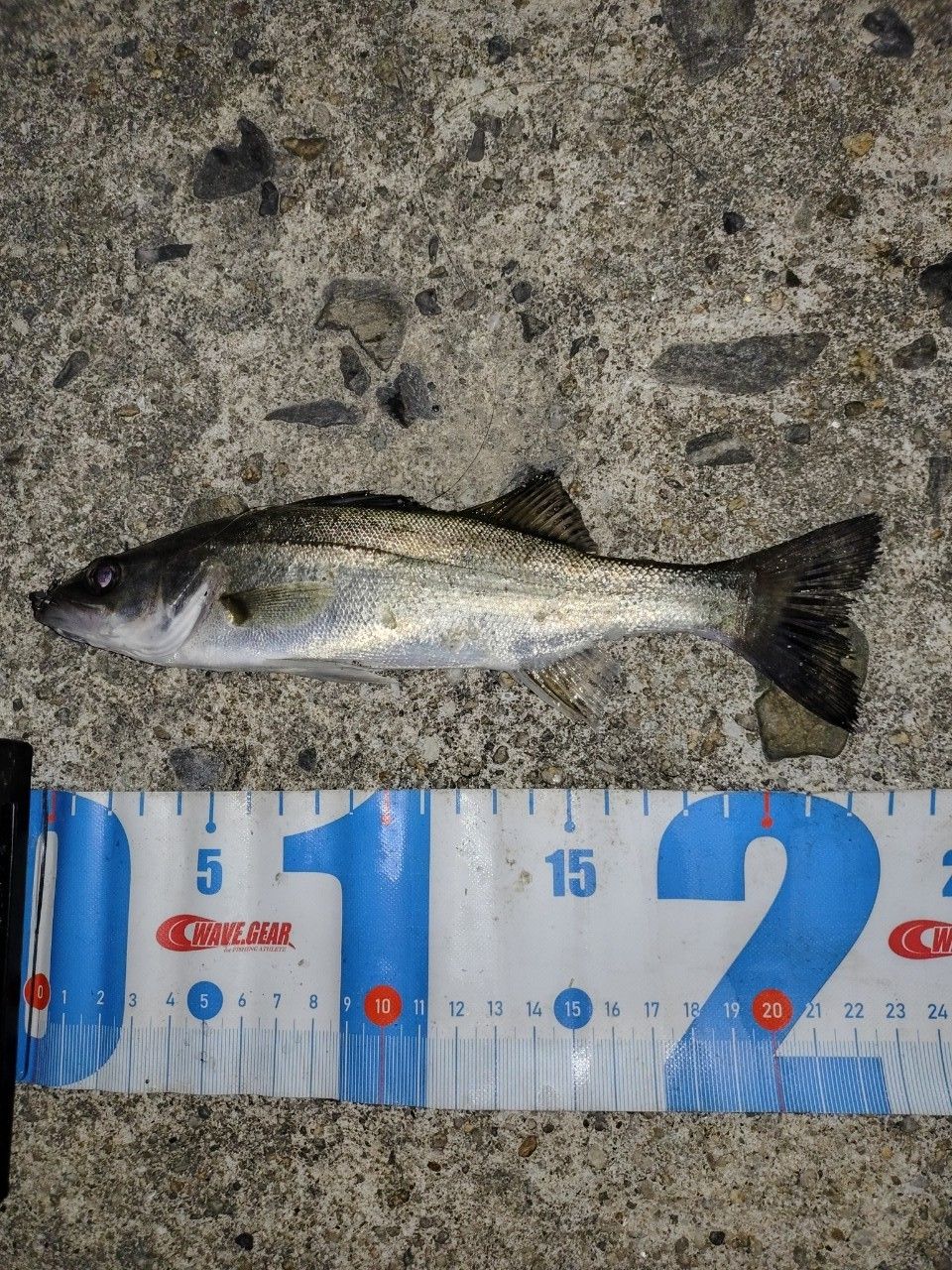 セイゴ（マルスズキ）