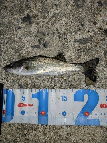 セイゴ（マルスズキ）の釣果