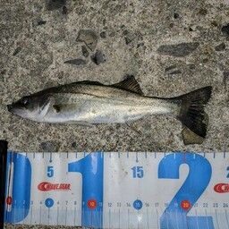 セイゴ（マルスズキ）