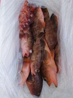 アコウの釣果