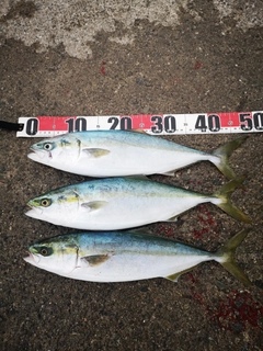 ハマチの釣果