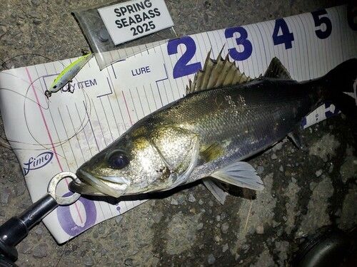 シーバスの釣果