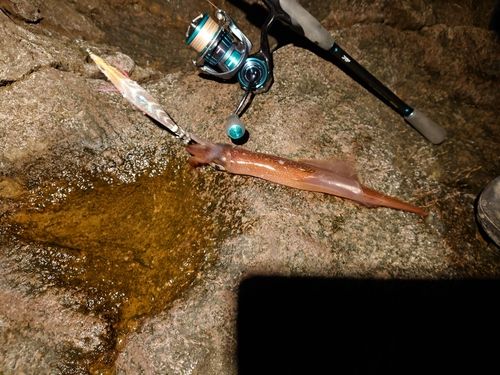 ヤリイカの釣果