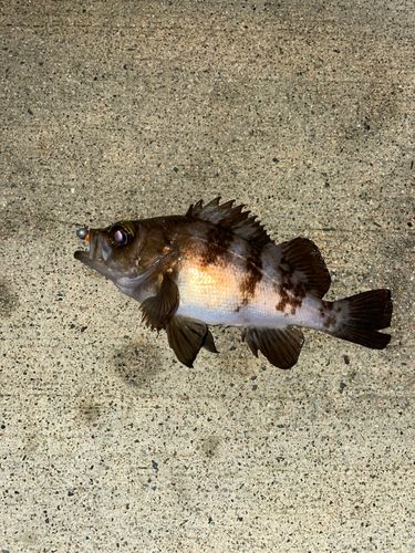 メバルの釣果