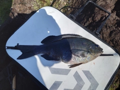 メジナの釣果
