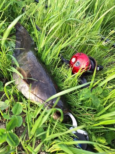 マナマズの釣果