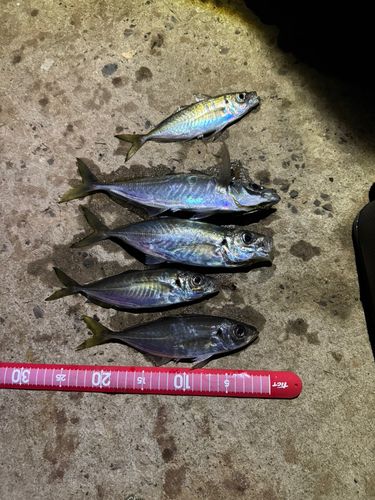 アジの釣果