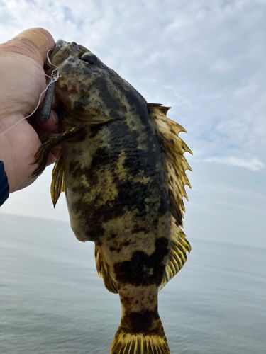 タケノコメバルの釣果