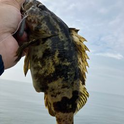 タケノコメバル