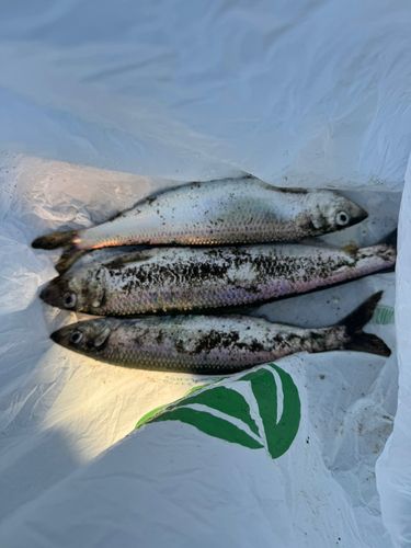 ニシンの釣果