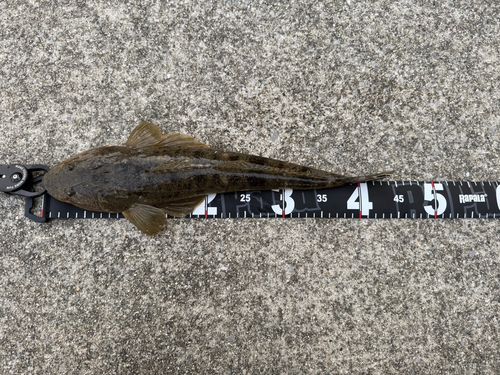 マゴチの釣果