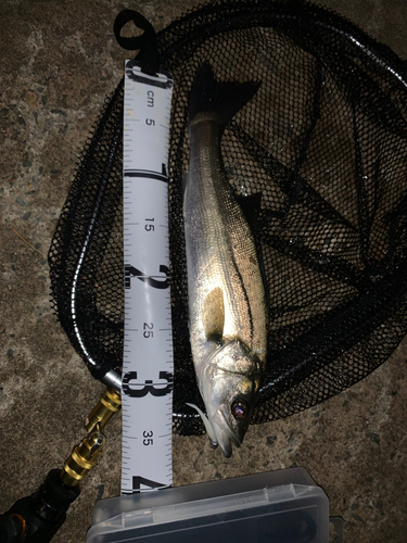 イシダイの釣果・釣り情報まとめ【2025年最新】 - アングラーズ