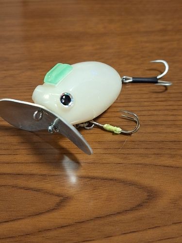 マナマズの釣果